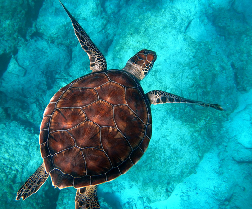 5 Islands Tour – South East Mauritius (Private Trip)