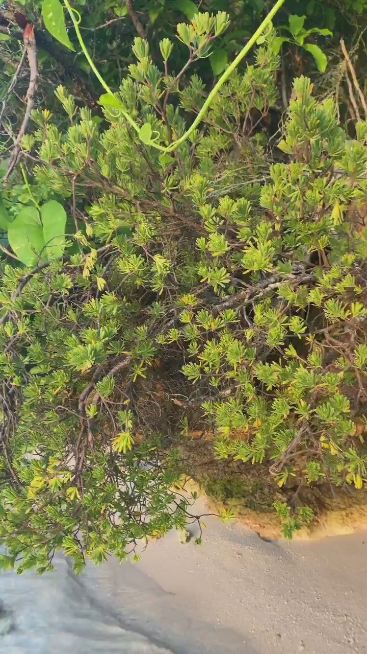 South-East Mauritius: Sunset Apéro Cruise